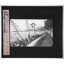 Culture des plantes. Menton. Agaves en fleurs.