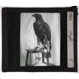 Oiseaux et mammifères nuisibles. Aigle.