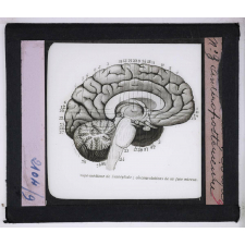 Système nerveux. Coupe médiane de l'encéphale ; circonvolutions de sa face interne.