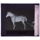 Attelage antique. Maquette de bige antique.