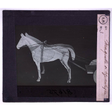 Attelage antique. Maquette de bige antique.