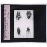 La Vie des insectes. La cigale adulte (mâle), la cigale adulte (femelle).