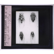 La Vie des insectes. La cigale adulte (mâle), la cigale adulte (femelle).