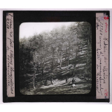 La Forêt. Notions élémentaires de sylviculture. Futaie de mélèzes. Coupe d'ensemencement. Forêt de Crésaux.