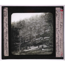 La Forêt. Notions élémentaires de sylviculture. Futaie de mélèzes. Coupe d'ensemencement. Forêt de Crésaux.