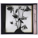 L'Art à l'école, décoration par les fleurs d'été. Ancolie.