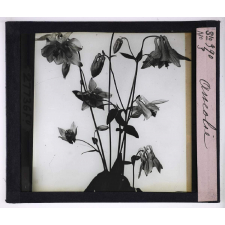L'Art à l'école, décoration par les fleurs d'été. Ancolie.