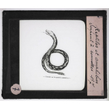 Reptiles et amphibiens. Serpent à sonnettes.