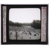 La Forêt. Notions élémentaires de sylviculture. Coupe à blanc étoc replantée en épiceas. 
