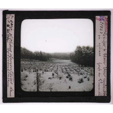 La Forêt. Notions élémentaires de sylviculture. Coupe à blanc étoc replantée en épiceas.