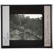 Sumatra. Un défrichement en forêt.