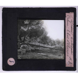 Athènes antique. Colone : le bois d'oliviers.