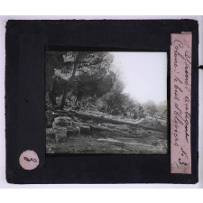 Athènes antique. Colone : le bois d'oliviers.