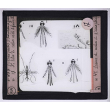 Maladies transmises à l'homme par les animaux. 1° Anophèle - 2° tête d'anophèles mâle et femelle - 3° têtes de culex mâle et femelle - 4° larves de culex et d'anophèles.