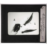 Métamorphoses des insectes. Métamorphose du Dytique.