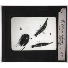 Métamorphoses des insectes. Métamorphose du Dytique.