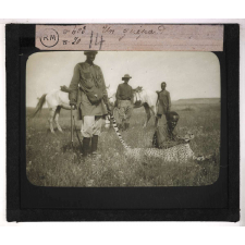 Chasse au grand gibier africain du Mozambique. Un guépard.