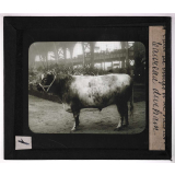 Les Races bovines. Taureau Durham. 