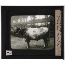 Les Races bovines. Taureau Durham.