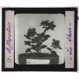 Les Fleurs. Millepertuis.