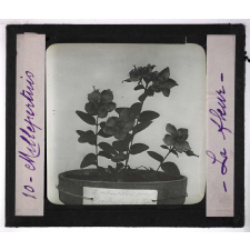 Les Fleurs. Millepertuis.