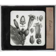 Les Plantes. Tabac.