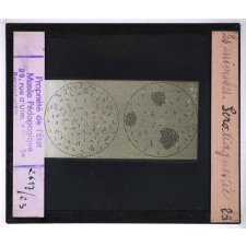 Les Microbes. Séro-diagnostic.