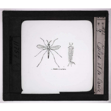 Les Animaux parasites de l'homme. Culex et sa larve.