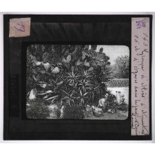 Culture des plantes. Groupe d'aloès d'Apuntias et d'agaves dans le jardin d'Ognin à Cannes.