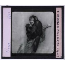 Singes et lémuriens. Chimpanzé (troglodyte niger).