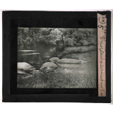 Chasse au grand gibier africain du Mozambique. Hippopotames dormant sur l'eau. 