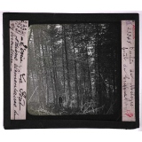 La Forêt. Notions élémentaires de sylviculture. Perchis de mélèzes. Forêt de Crésaux.