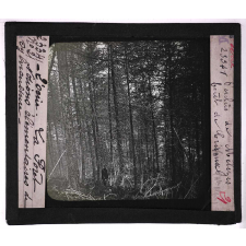 La Forêt. Notions élémentaires de sylviculture. Perchis de mélèzes. Forêt de Crésaux.