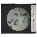 Quelques exemples d'observations microscopiques. Pollen de pin.