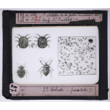 Maladies transmises à l'homme par les animaux. 1° Spirille de la fièvre récurrente dans le sang - 2° Ornithodorus moubata - 3° réduve (punaise).