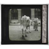 Les Principales maladies de l'espèce bovine. Aspect d'un bœuf atteint de diarrhée chronique.