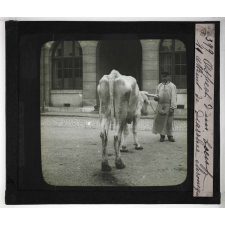 Les Principales maladies de l'espèce bovine. Aspect d'un bœuf atteint de diarrhée chronique.