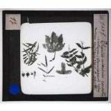 Ère Tertiaire. Plantes miocènes caractéristiques (Armissan). Types devenus exotiques d'après M. Saporta.