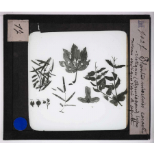 Ère Tertiaire. Plantes miocènes caractéristiques (Armissan). Types devenus exotiques d'après M. Saporta.