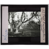 Australie. Série I. Géographie physique et indigènes. Forêt d'eucalyptus à type olivier.