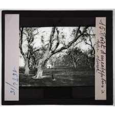 Australie. Série I. Géographie physique et indigènes. Forêt d'eucalyptus à type olivier.