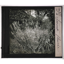 Les Physionomies végétales. Lavande fleurie.