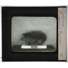 Insectivores & chéiroptères. Hérisson d'Europe.