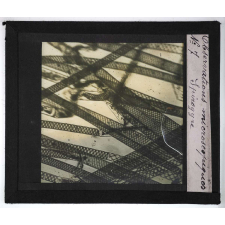 Quelques exemples d'observations microscopiques. Spirogyre.