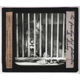 Jardins zoologiques. Jardin des Plantes. Le lion.