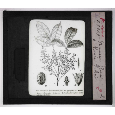 Les Plantes à caoutchouc et à gutta-percha. Rameau fleuri d'hévéa siebéri.