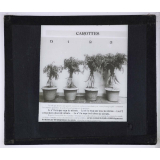 Nitrate de soude. Carottes.