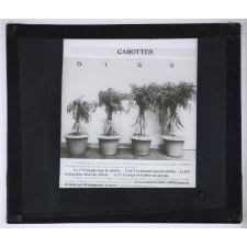 Nitrate de soude. Carottes.