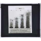 Nitrate de soude. Blé.