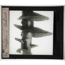 Les Plantes saprophytes, mutualistes et parasites. Polypore à cuticule.